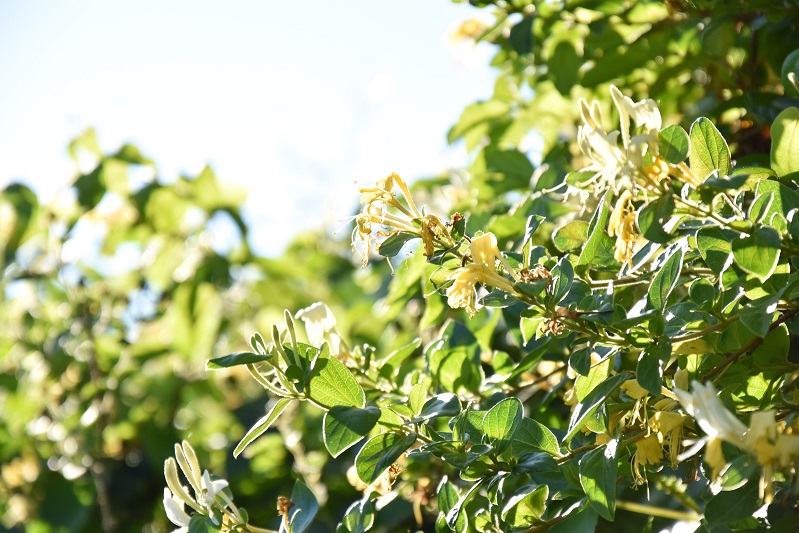 如何高效实现金银花的烘干除湿